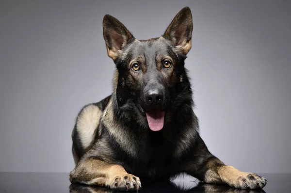 Studio shot of an adorable German Shepherd dog looking curiously at the camera — Stockfoto