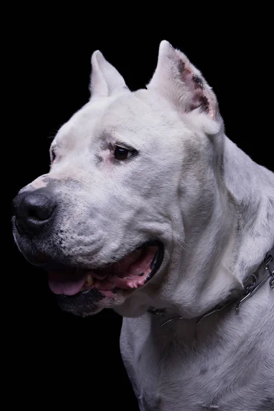 Porträt eines entzückenden argentinischen Dogo, der neugierig schaut — Stockfoto