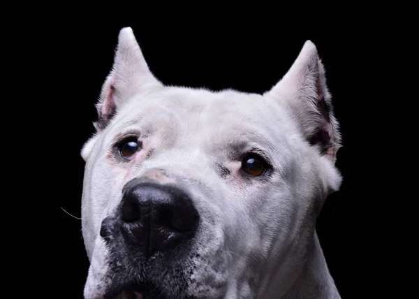 Retrato de un adorable Dogo Argentino mirando curiosamente a la cámara — Foto de Stock