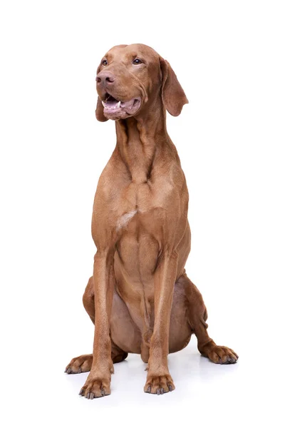 Studio shot of an adorable magyar vizsla looking satisfied — Stok fotoğraf