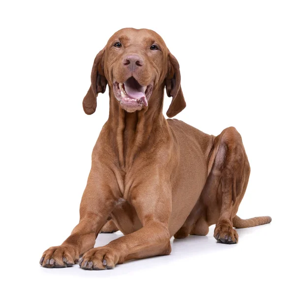 Studio shot of an adorable magyar vizsla looking satisfied — Stock Fotó