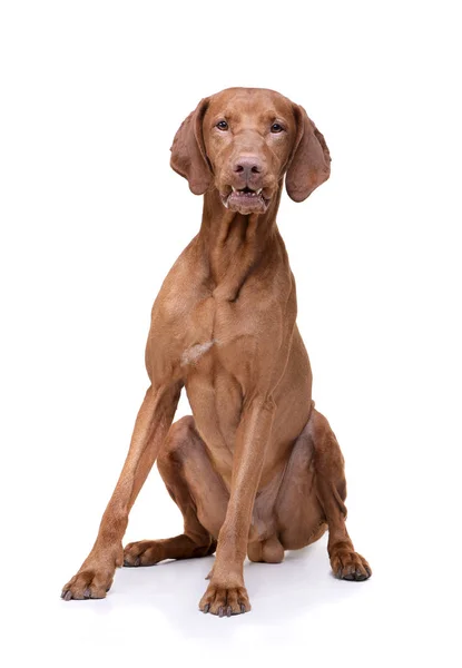 Studio shot of an adorable magyar vizsla sitting and snarling on white background — Zdjęcie stockowe