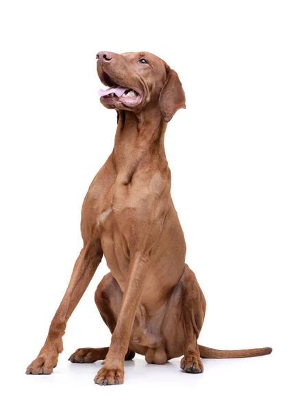 Studio shot of an adorable magyar vizsla looking satisfied — Stockfoto