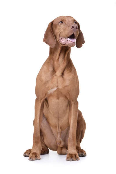 Studio shot of an adorable magyar vizsla looking satisfied — Stock Fotó