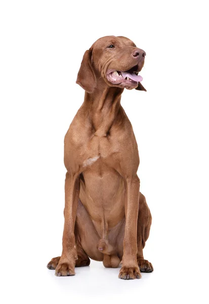 Studio shot of an adorable magyar vizsla looking satisfied — Zdjęcie stockowe