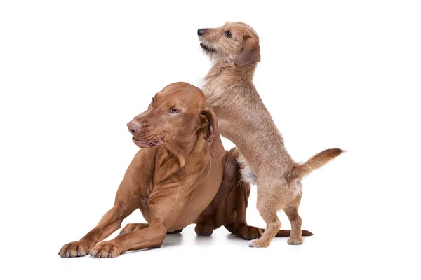 An adorable magyar vizsla and a wired haired dachshund mix dog playing on white background. — Φωτογραφία Αρχείου