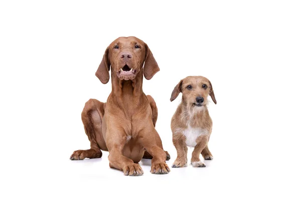 Estúdio tiro de um magyar vizsla adorável e um cão de mistura dachshund pêlo fio — Fotografia de Stock