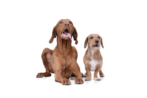 Studio shot of an adorable magyar vizsla and a wire haired dachshund mix dog — Stock Photo, Image