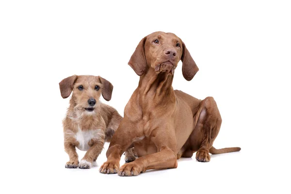 Estúdio tiro de um magyar vizsla adorável e um cão de mistura dachshund pêlo fio — Fotografia de Stock