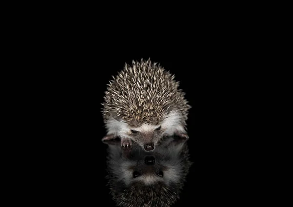 Plan studio d'un adorable hérisson africain à ventre blanc marchant sur fond noir — Photo