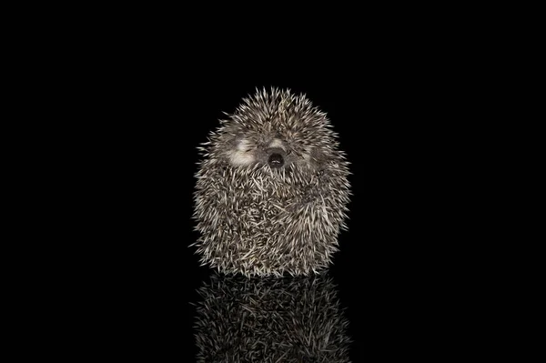 Studio shot of an adorable African white- bellied hedgehog curled up into a ball — ストック写真