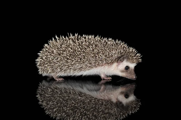 Plan studio d'un adorable hérisson africain à ventre blanc marchant sur fond noir — Photo