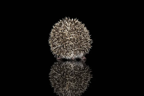 Studio shot of an adorable African white- bellied hedgehog walking on black background — Stock Photo, Image