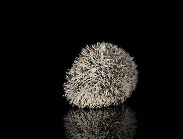 Estúdio de um adorável Africano branco- barriga ouriço enrolada em uma bola — Fotografia de Stock