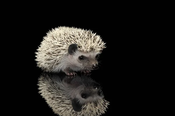 Plan studio d'un adorable hérisson africain à ventre blanc debout sur fond noir — Photo