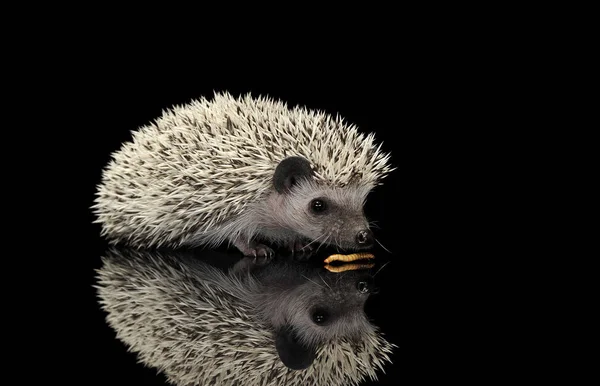 Studio shot of an adorable African white- bellied hedgehog eating mealworms — стокове фото