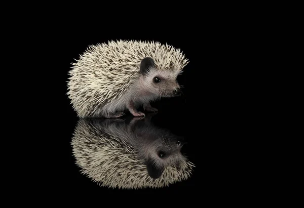 Plan studio d'un adorable hérisson africain à ventre blanc debout sur fond noir — Photo