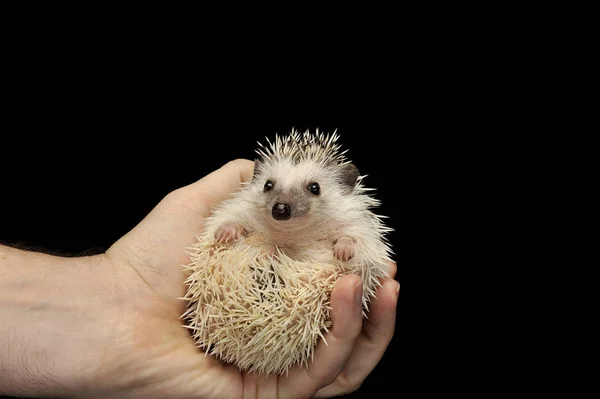 Studio shot of an adorable African white- bellied hedgehog curled in a human hand — ストック写真