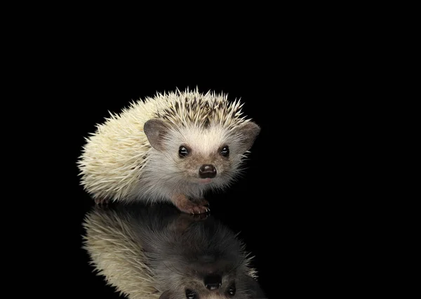 Studio shot of an adorable African white- bellied hedgehog looking curiously at the camera — стокове фото
