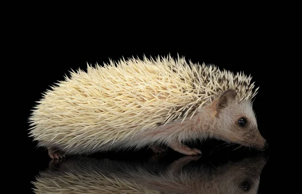 Studio shot of an adorable African white- bellied hedgehog walking on black background — Zdjęcie stockowe