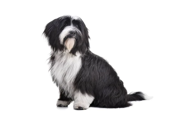 Studio shot of an adorable Tibetan Terrier looking curiously — Stock Photo, Image