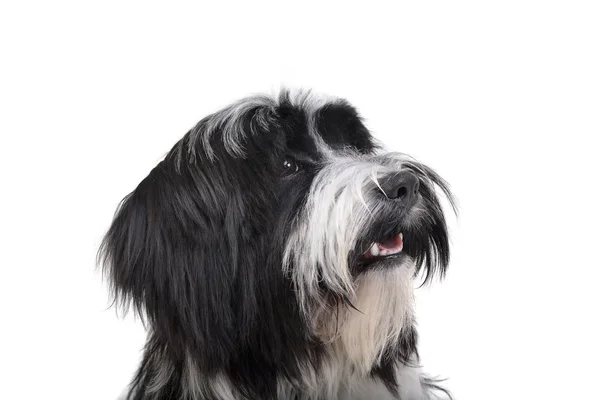 Portrait of an adorable Tibetan Terrier looking curiously — Φωτογραφία Αρχείου