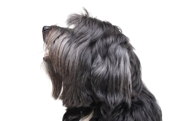 Portrait of an adorable Tibetan Terrier with long, eyes covering hair — Stock Photo, Image