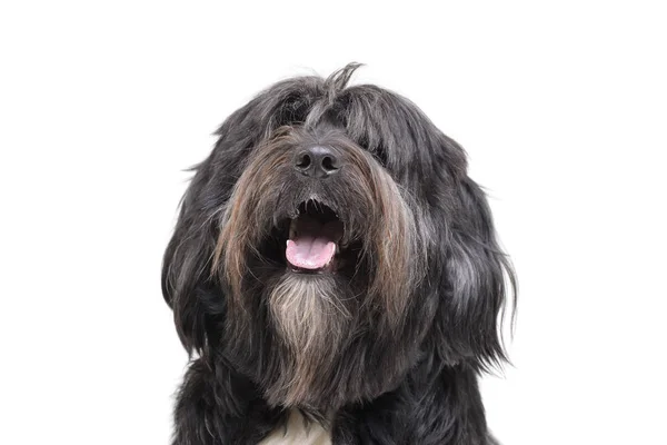 Portrait of an adorable Tibetan Terrier with long, eyes covering hair — Stock fotografie