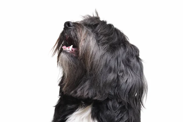 Portrait of an adorable Tibetan Terrier with long, eyes covering hair — Stok fotoğraf