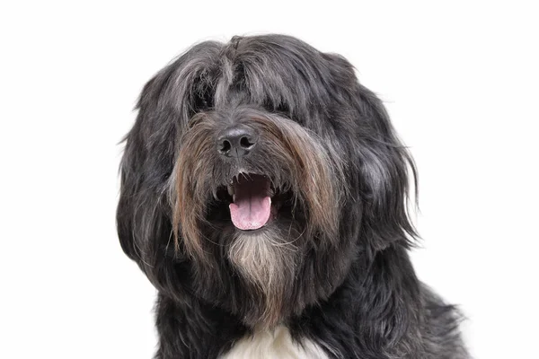 Portrait of an adorable Tibetan Terrier with long, eyes covering hair — Stock fotografie