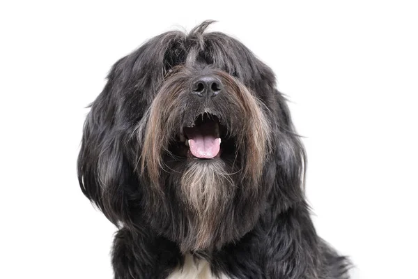 Portrait of an adorable Tibetan Terrier with long, eyes covering hair — Stock fotografie