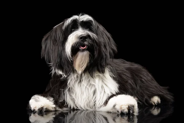 Studio shot of an adorable Tibetan Terrier looking curiously at the camera — Stock fotografie