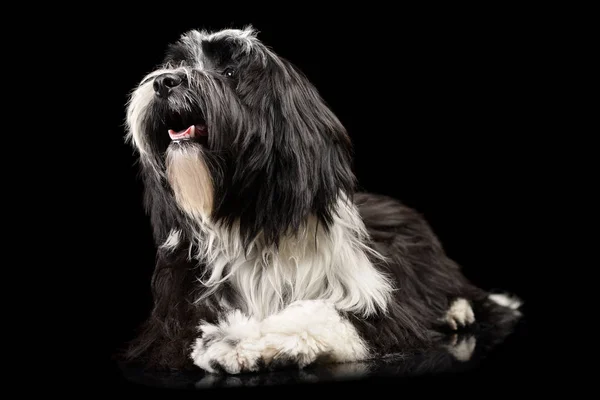 Studio shot of an adorable Tibetan Terrier looking curiously — Stock Fotó