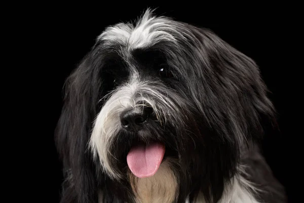 Portrait of an adorable Tibetan Terrier looking satisfied — Stock fotografie