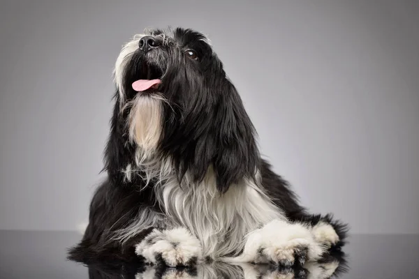 Studio shot of an adorable Tibetan Terrier looking satisfied — Φωτογραφία Αρχείου