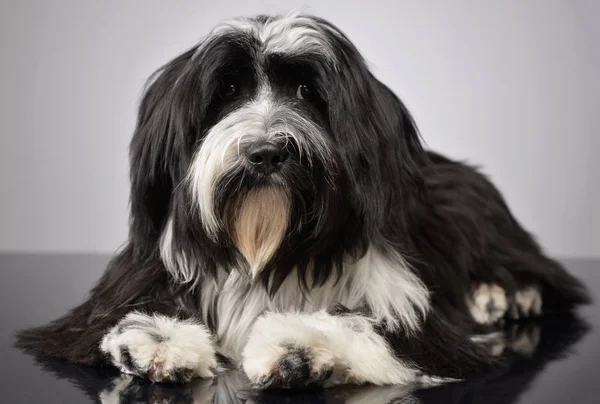 Studio shot of an adorable Tibetan Terrier looking curiously at the camera — Stock fotografie