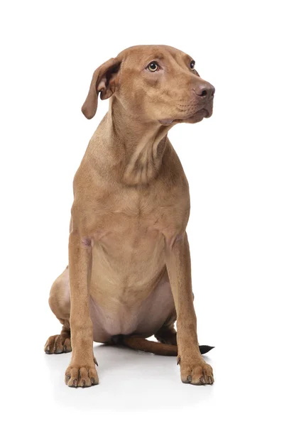 Studio shot of an adorable short haired mixed breed dog looking curiously — Stockfoto