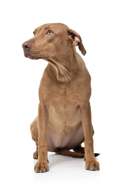 Studio shot of an adorable short haired mixed breed dog looking curiously — Stock Photo, Image