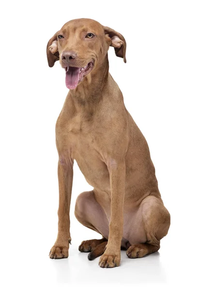 Studio shot of an adorable short haired mixed breed dog looking satisfied — Stockfoto