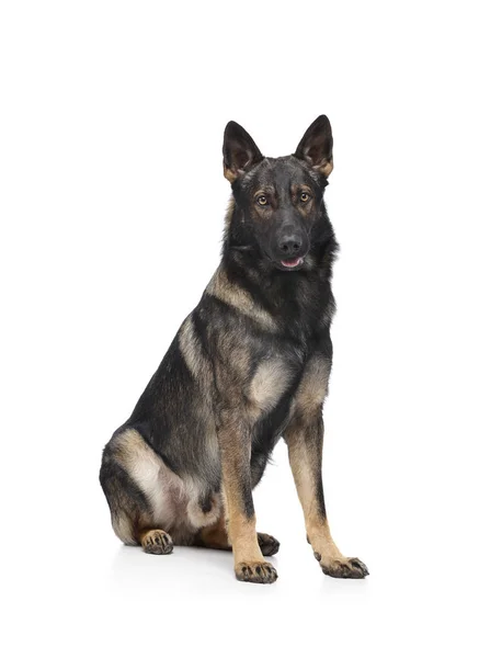 Studio shot of an adorable German Shepherd dog sitting and looking curiously at the camera — 스톡 사진