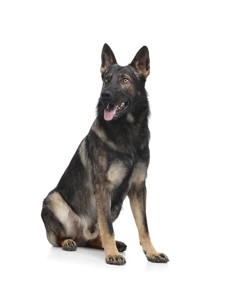 Studio shot of an adorable German Shepherd dog sitting and looking satisfied — Φωτογραφία Αρχείου