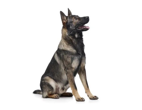 Studio shot of an adorable German Shepherd dog sitting and looking curiously — Stockfoto