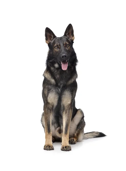 Studio shot of an adorable German Shepherd dog sitting and looking curiously at the camera — Stock fotografie