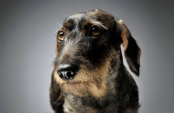 Portrait of an adorable Dachshund looking seriously — Stok fotoğraf