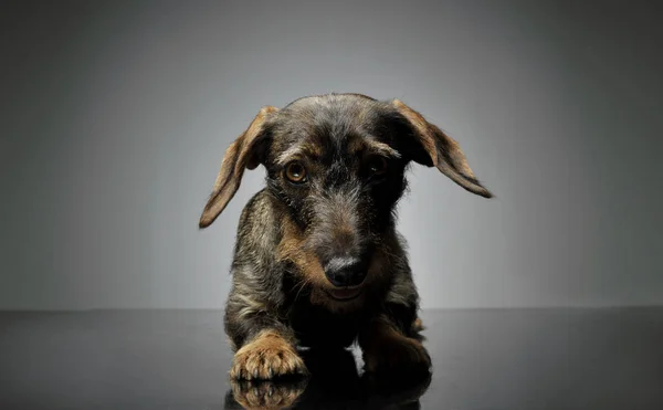 Studio shot of an adorable Dachshund looking frightened — Zdjęcie stockowe