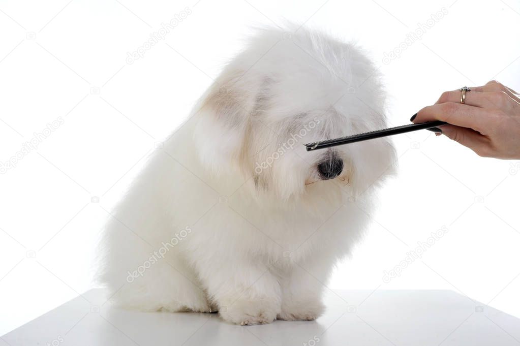 Hair combing of an adorable Maltese sitting with eyes covering hair