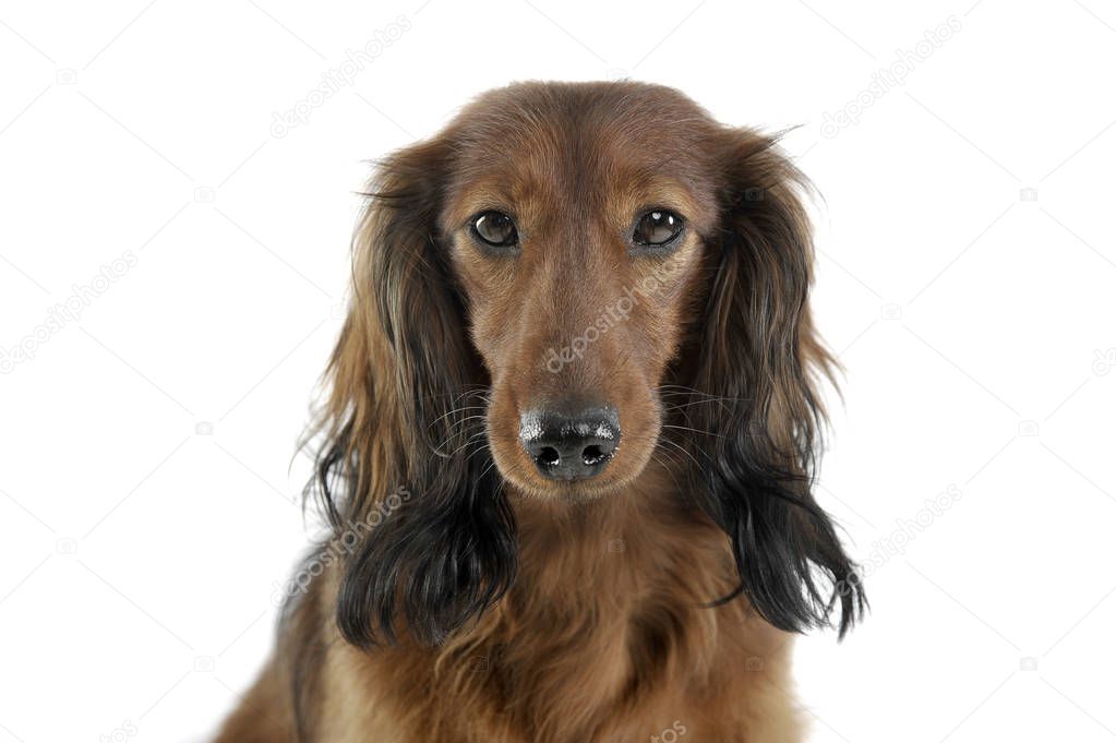 long haired red Dachshund in a white studio