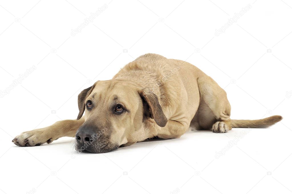 Mixed breed brown color middle size dog lying down  in a white s