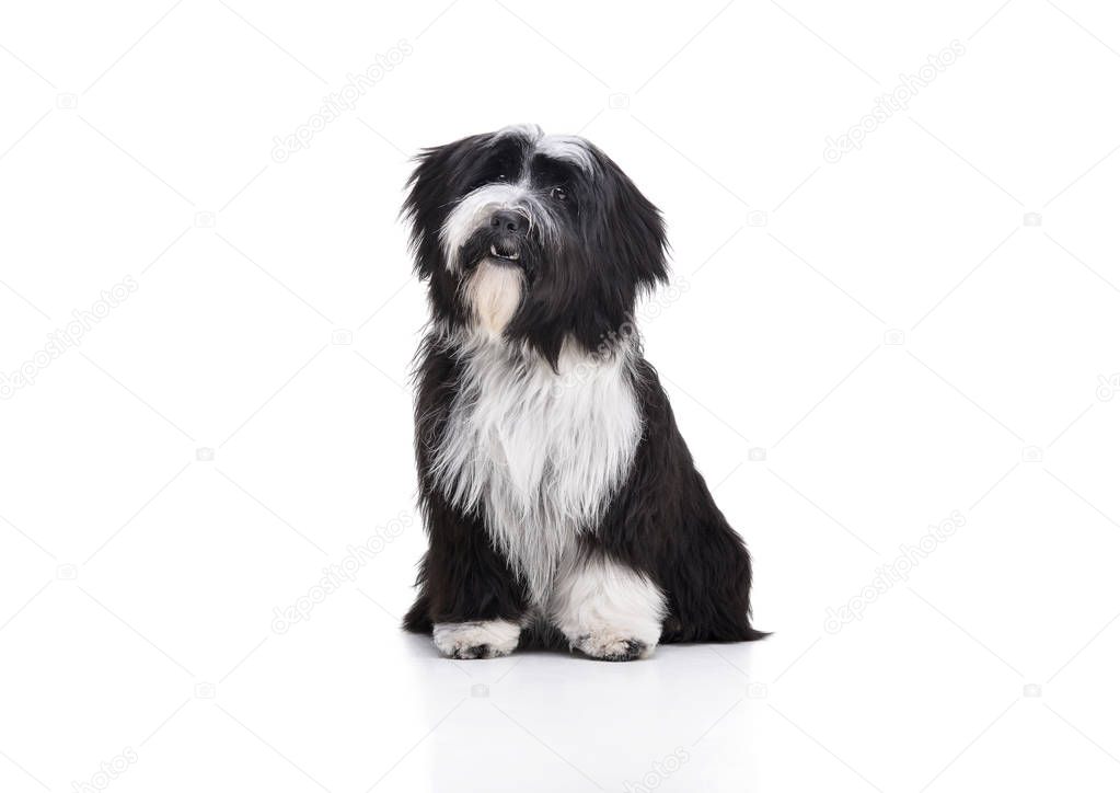 Studio shot of an adorable Tibetan Terrier looking curiously at the camera