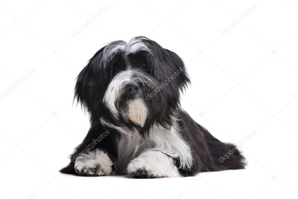 Studio shot of an adorable Tibetan Terrier looking curiously at the camera